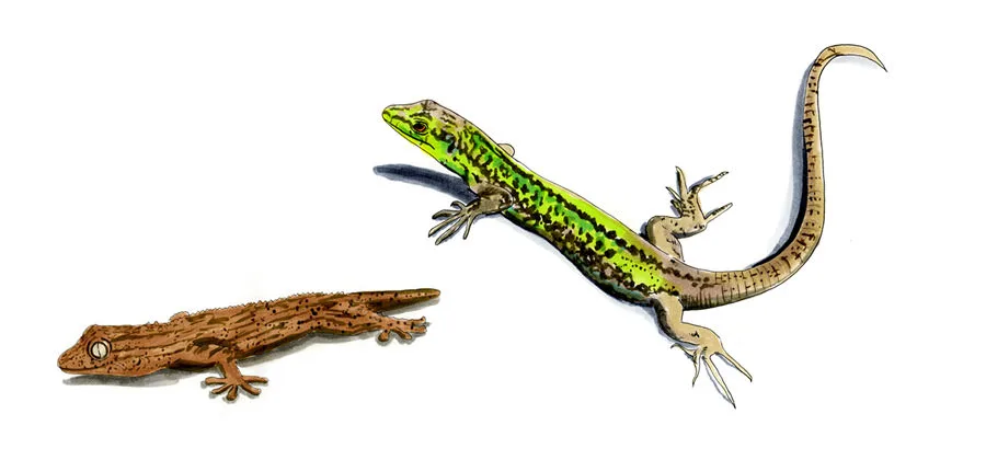 Ink and watercolor illustration of two Sicilian lizards — a brown gecko and a green Italian wall lizard