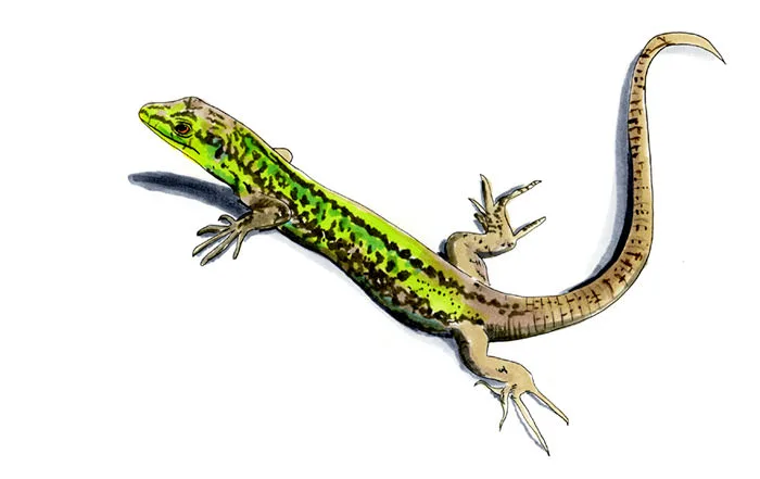 Copic and watercolor sketch of Sicilian Wall Lizard (Podarcis waglerianus)