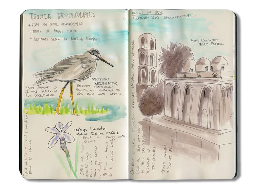 Sketch journal spread: a spotted redshank, an Ophrys orchid, and the San Cataldo church in Palermo