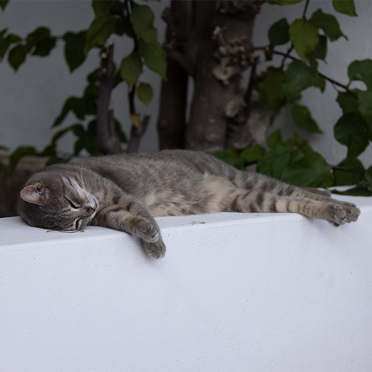 Gray tabby cat sleeping stretched out on a whitewashed wall beneath a bougainvillea in Lipari, Aeolian Islands.