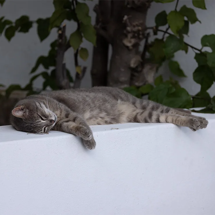 Gray tabby cat sleeping stretched out on a whitewashed wall beneath a bougainvillea in Lipari, Aeolian Islands.