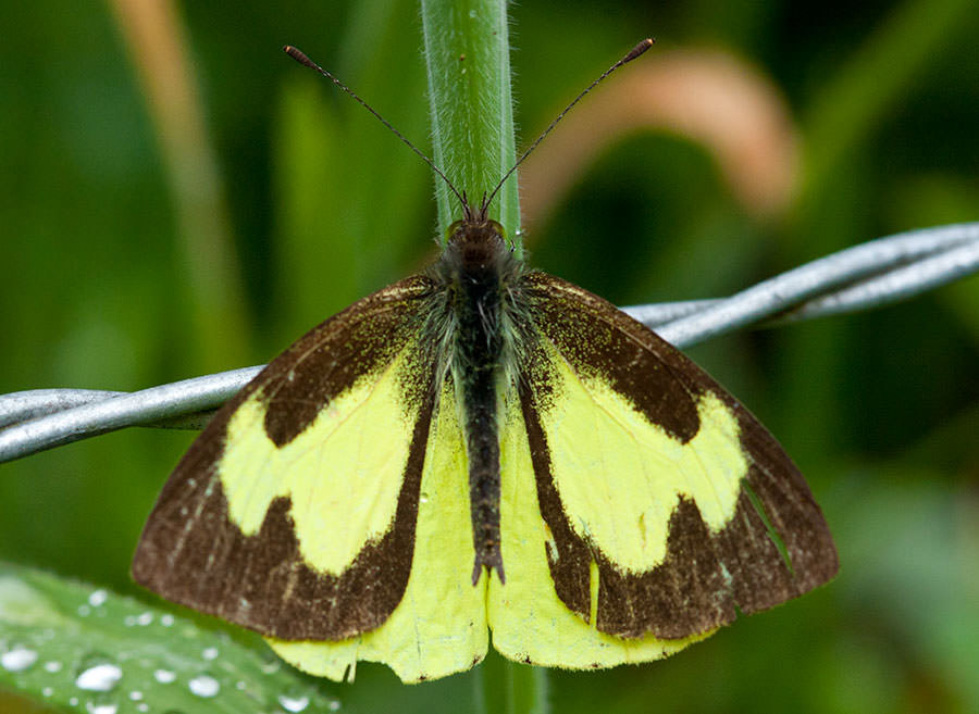 Silky Wanderer, (Leptophobia eleone), the Ecuadorian Andes