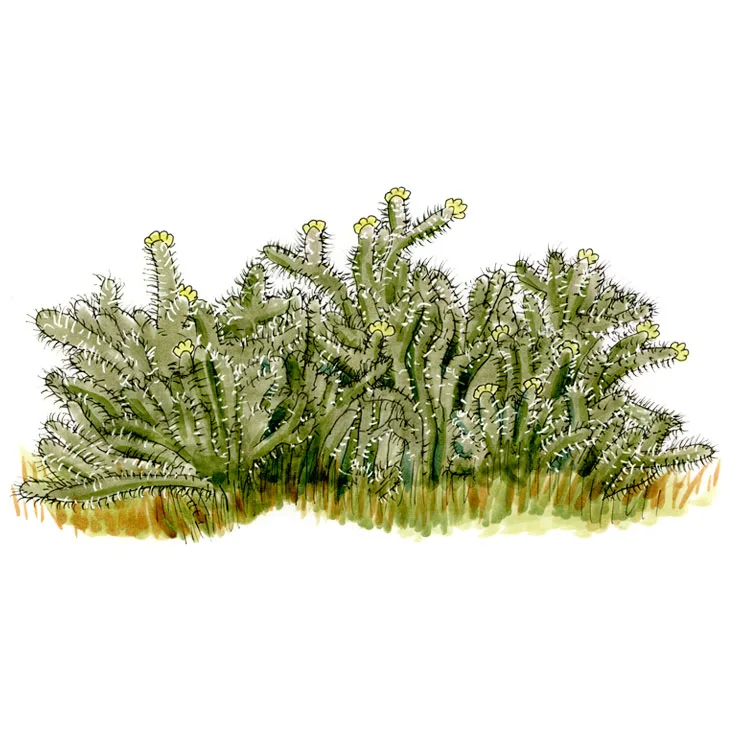 Watercolor illustration of a silver cholla (Cylindropuntia echinocarpa), a low, dense mass of grayish spiny branches with small yellow flowers.