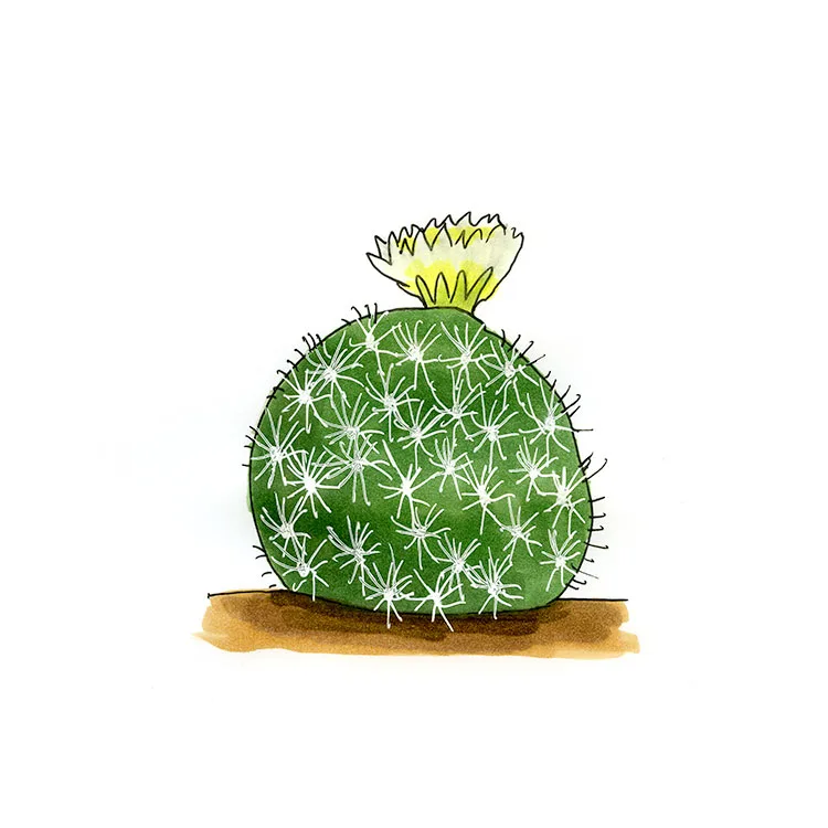 Watercolor illustration of a silver fishhook cactus (Sclerocactus sileri), a rounded white-spined cactus topped with a pale yellow flower.