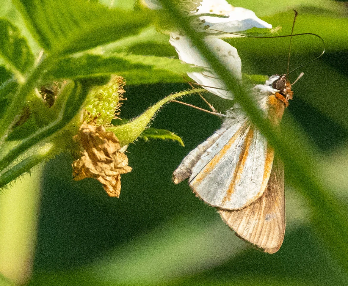 Silver-plated Skipper (Rhetus arcius), near Minca, Santa Marta Mountains, Magdalena, Colombia