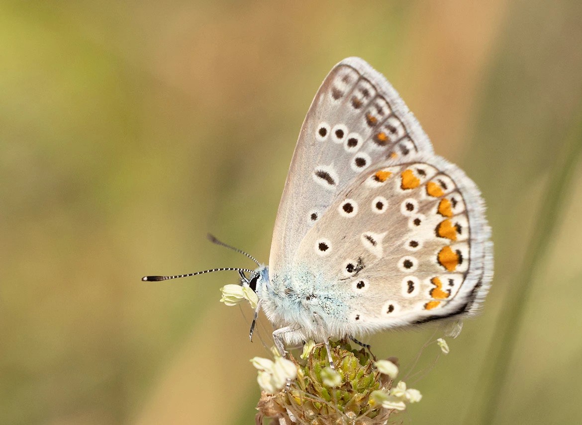 Silver-studded Blue (Plebejus arguss), Sečovlje Salina Nature Park, Piran, Slovenia