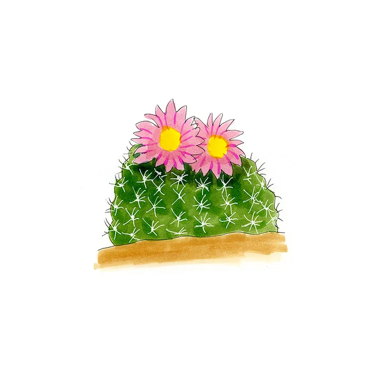 Watercolor illustration of a Simpson hedgehog cactus (Pediocactus simpsonii), a low rounded cactus with two pink flowers with yellow centers.