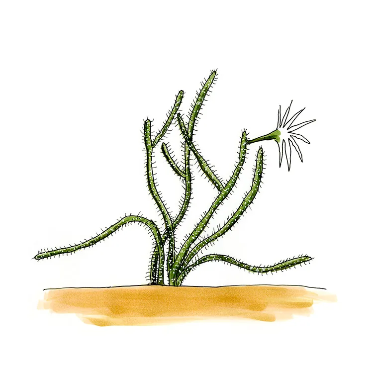 Watercolor illustration of Simpson's applecactus (Harrisia simpsonii), thin sprawling stems with one white flower.