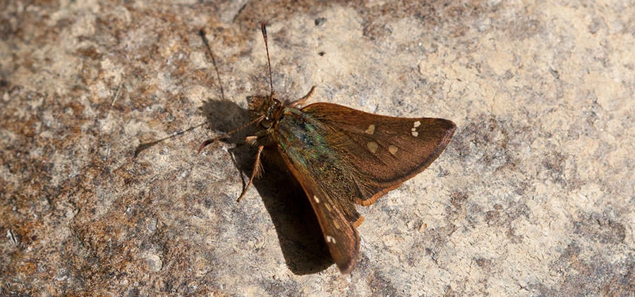 Unidentified Skipper, Ecuador