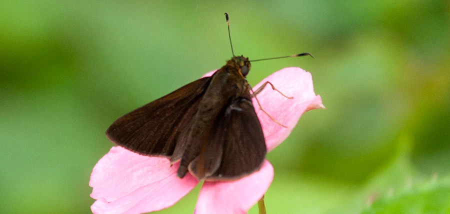 Unidentified Skipper, Panama