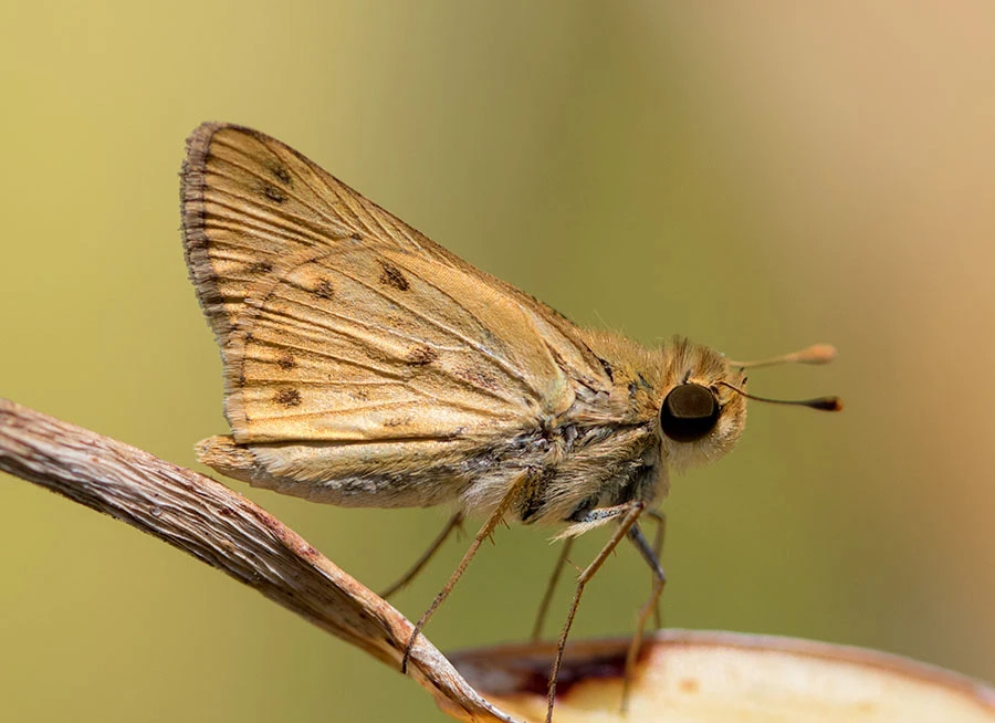 Female Fiery Skipper, Kai Luum, Mérida, Mexico