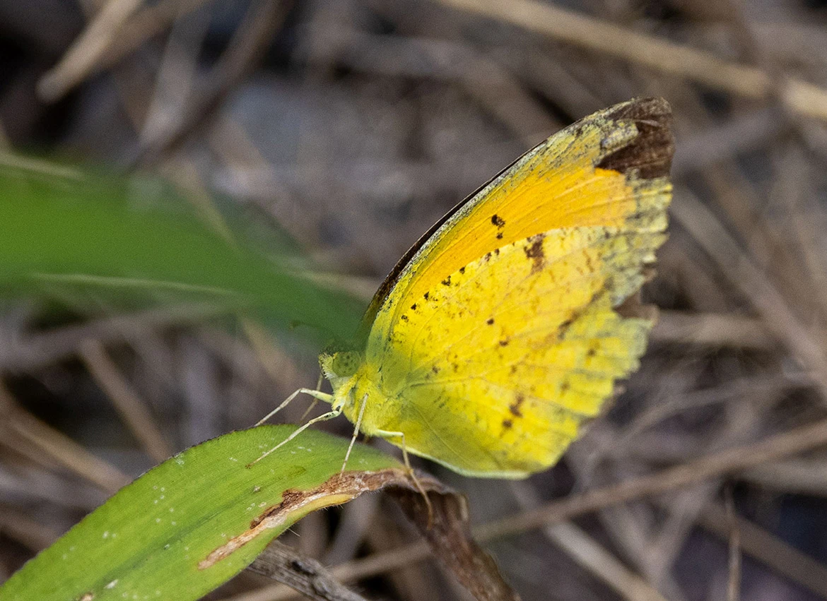 Sleepy Orange (Eurema nicippe), Kealakekua Bay, Hawaii Island, Hawaii