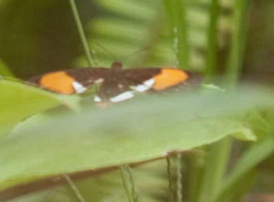 Smooth-Banded Sister (Adelpha cytherea), Panama