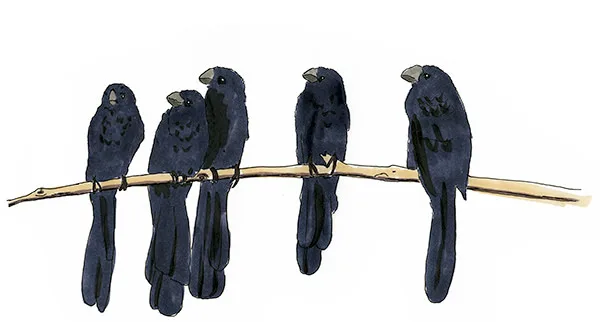Watercolor and Copic marker sketch of a Smooth-billed Ani (Crotophaga ani), by Erik Gauger.