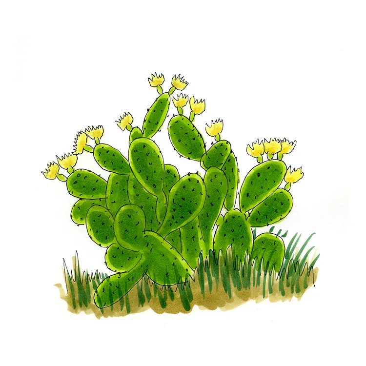 Watercolor illustration of a smooth pricklypear (Opuntia laevis), a clump of nearly spineless pads with yellow flowers in grass.