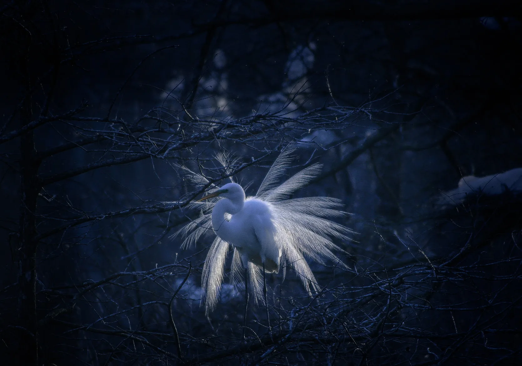 A snowy egret (Egretta thula) fanning its lacy white breeding plumes among dark branches.