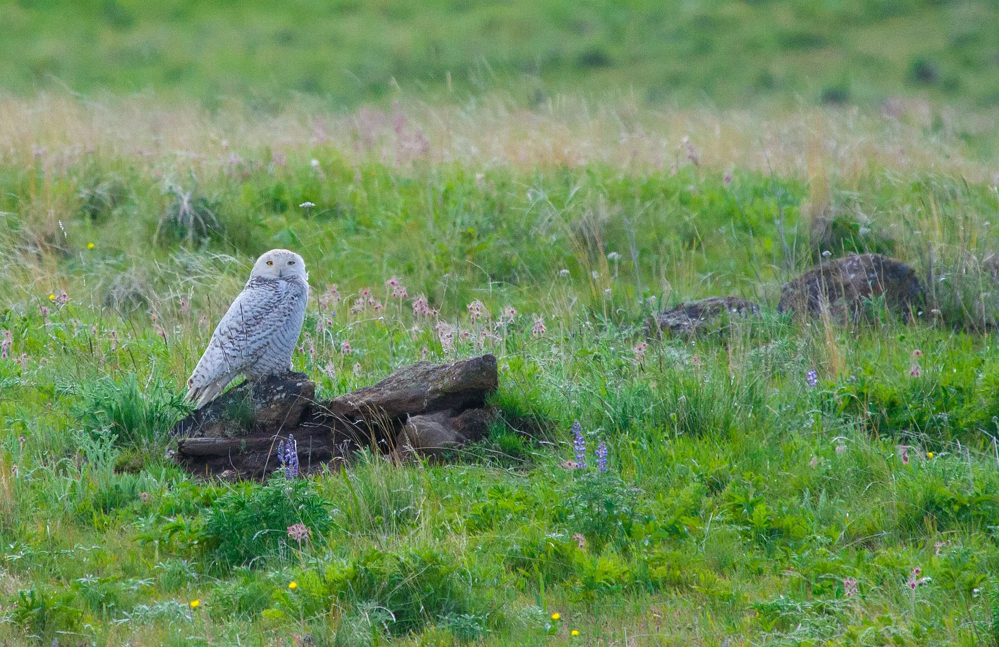 A snowy owl perched on a log in the green grass of the Zumwalt Prairie in northeastern Oregon.