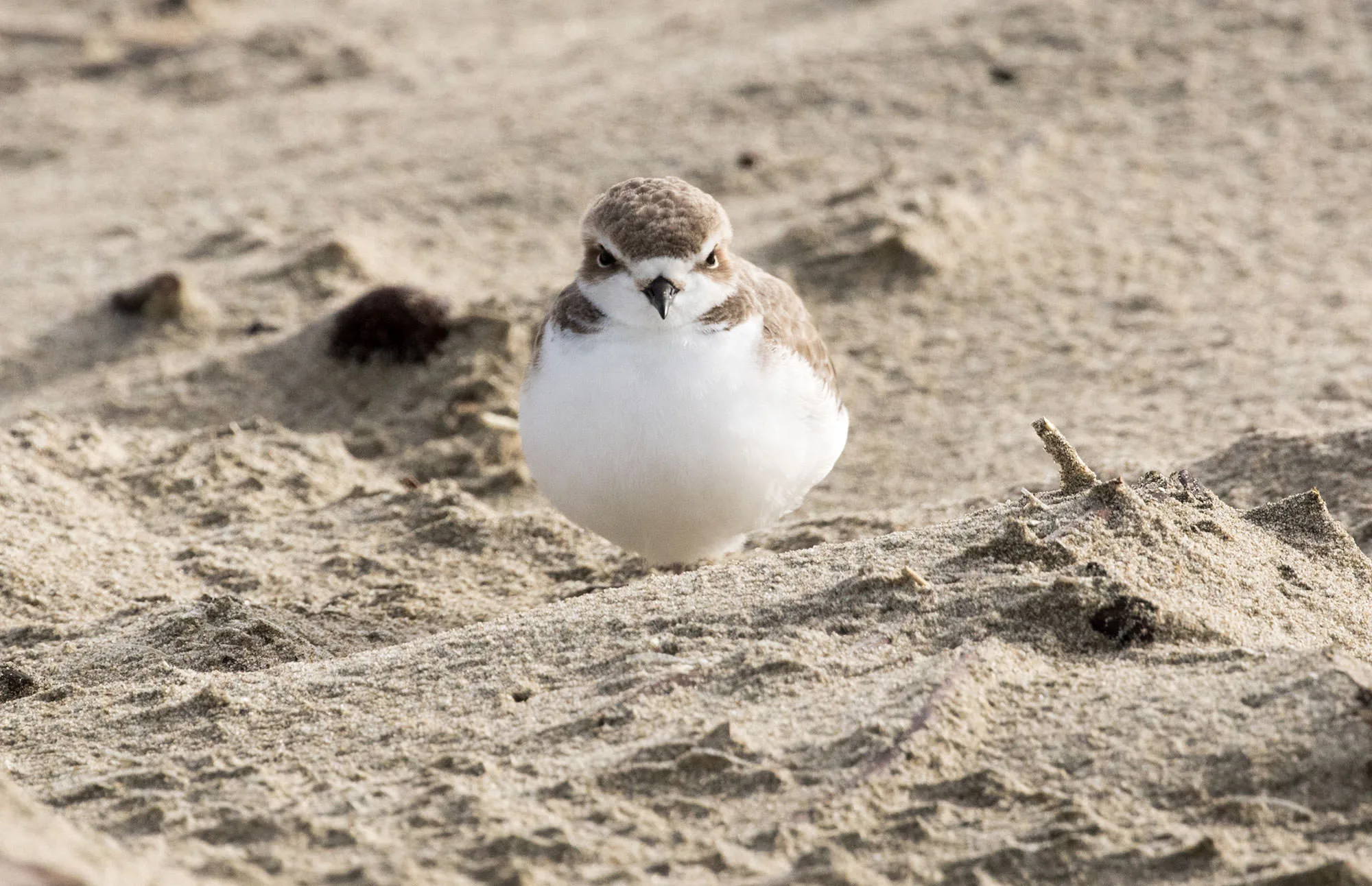 Snowy Plover on the Bandon to Port Orford Trail