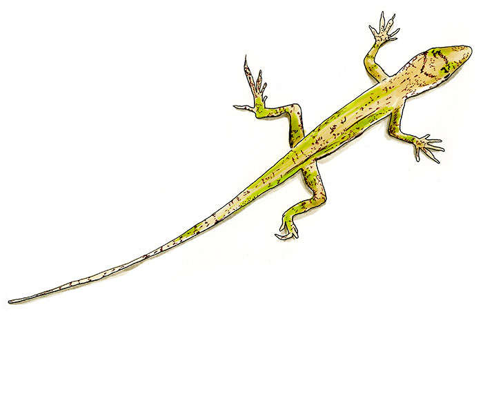 Solitary Anole (Anolis solitarius)