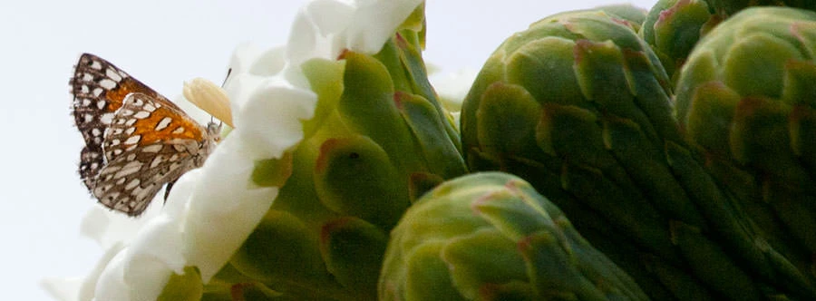 Sonoran Metalmark (Apodemia mejicanus) perched on a blooming cactus, southern Arizona desert