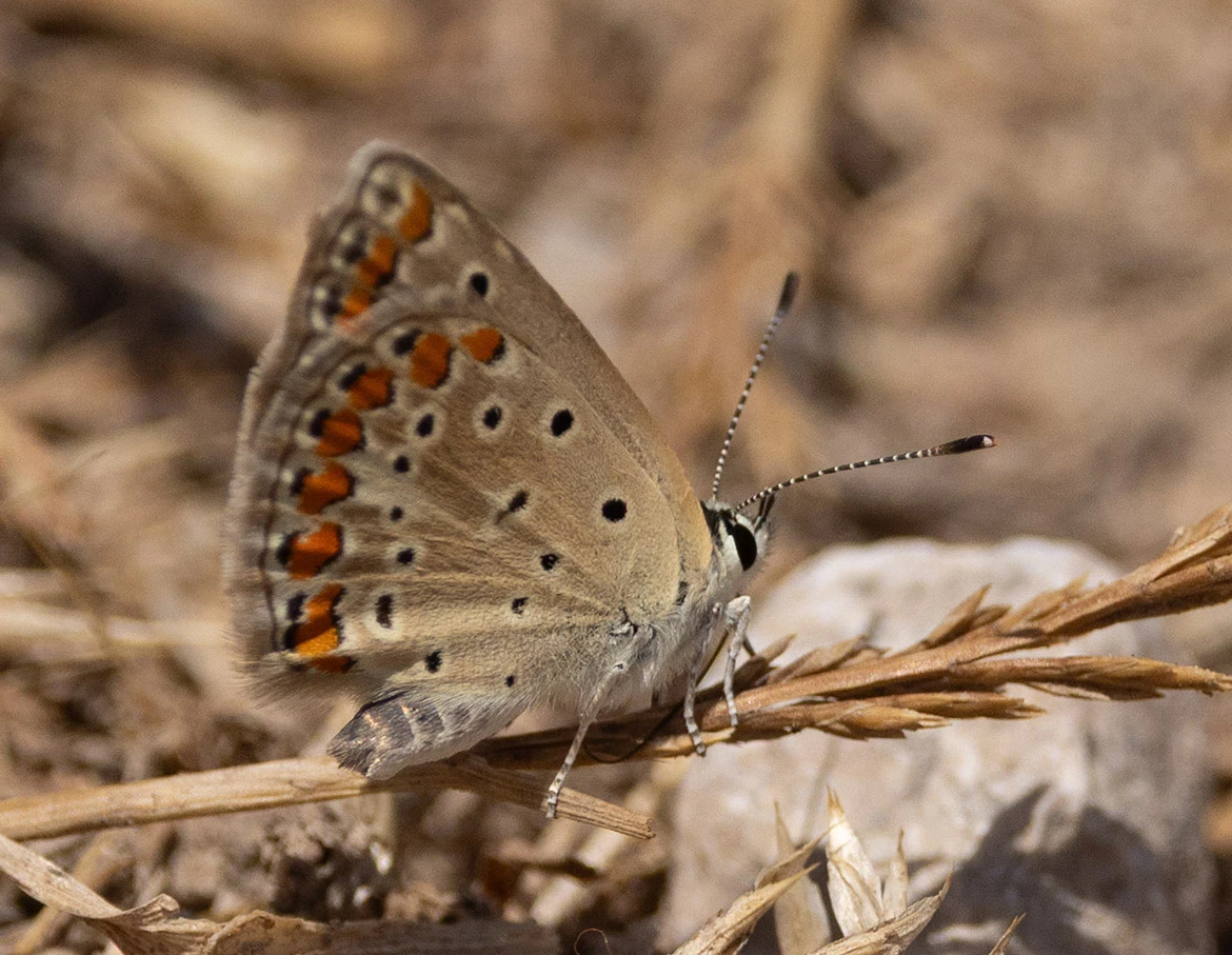 Southern Brown Argus (Aricia cramera), Zaghouan, Tunisia