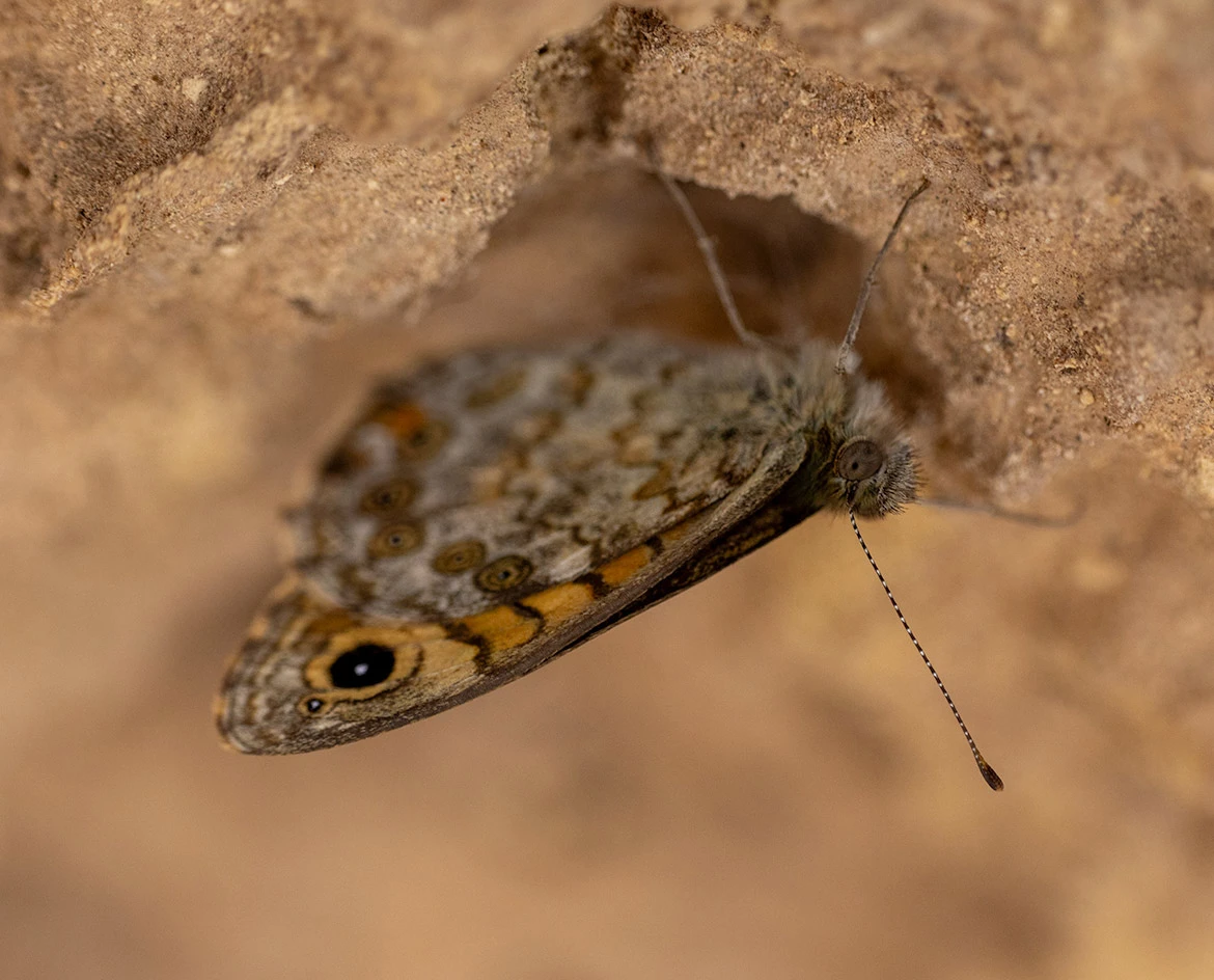 Southern Gatekeeper (Pyronia cecilia), Vittoria, Sicily, Italy
