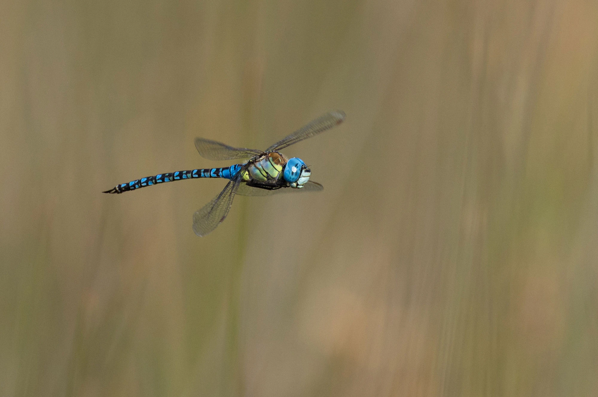A Southern Migrant Hawker dragonfly at the Vendicari nature reserve, Sicily.