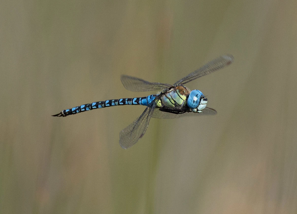 Southern Migrant Hawker (Aeshna affinis) in Sicily, Italy—blue-eyed Mediterranean darner perched on dry stems