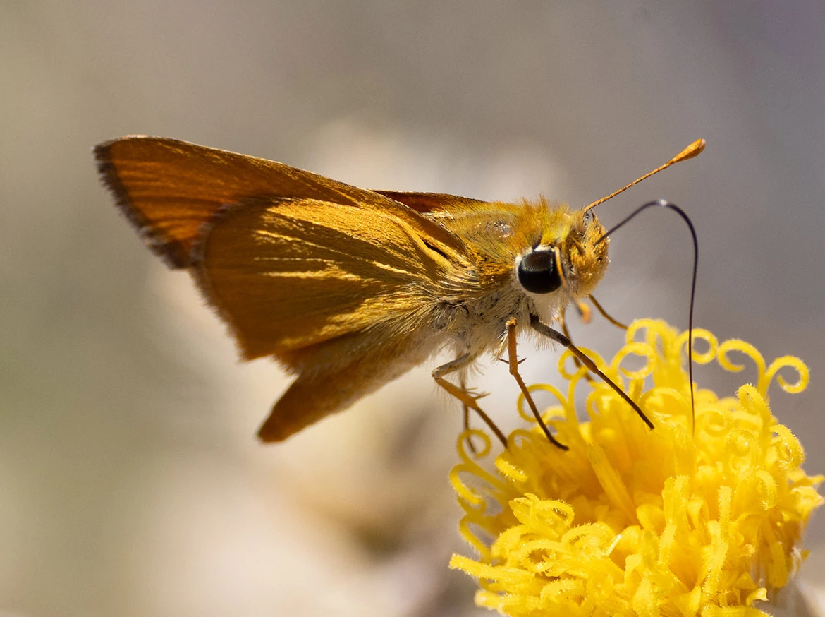 Southern Skipperling butterfly perched on a yellow desert wildflower in Loreto, Baja California Sur, Mexico.