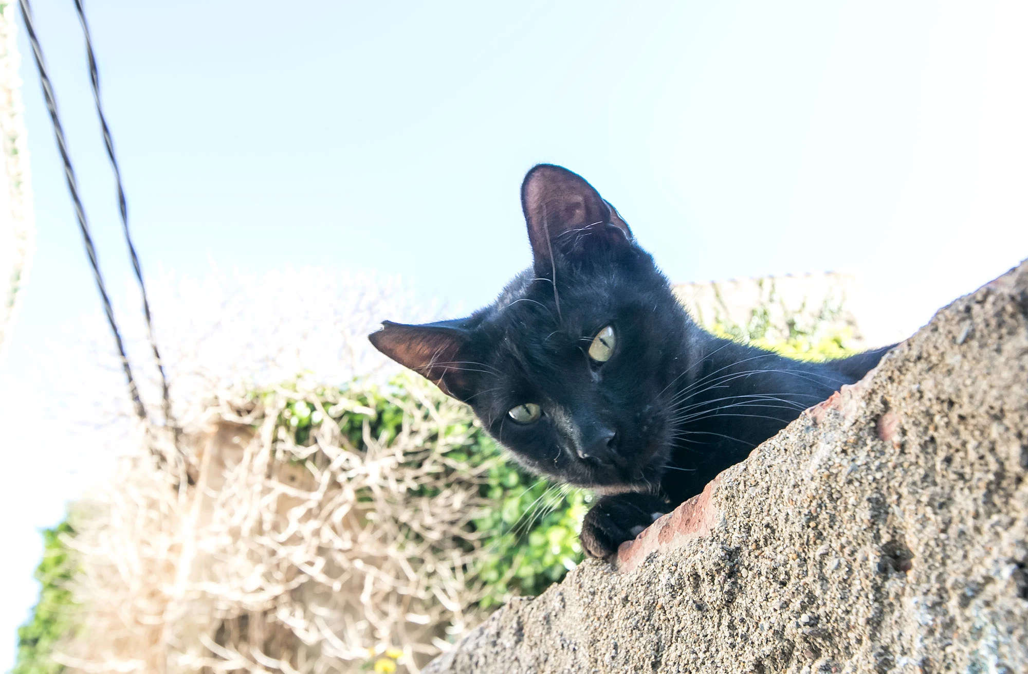 Ginger and white alley cat with a clipped ear lounging on sun-worn stone steps in Cadaqués, Spain, gazing calmly with one paw outstretched.