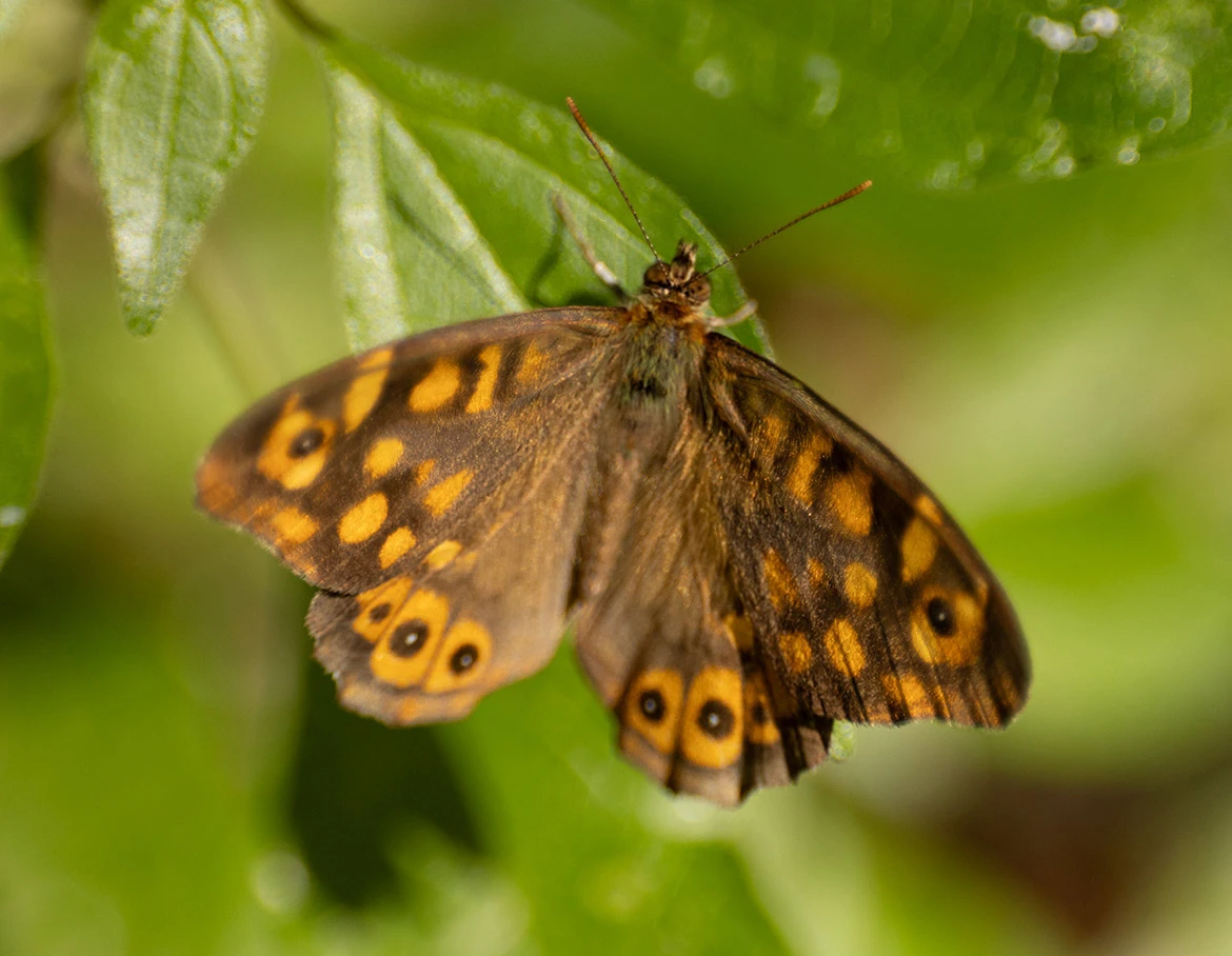 Speckled Wood (Pararge aegeria), Mount Etna, Sicily, Italy