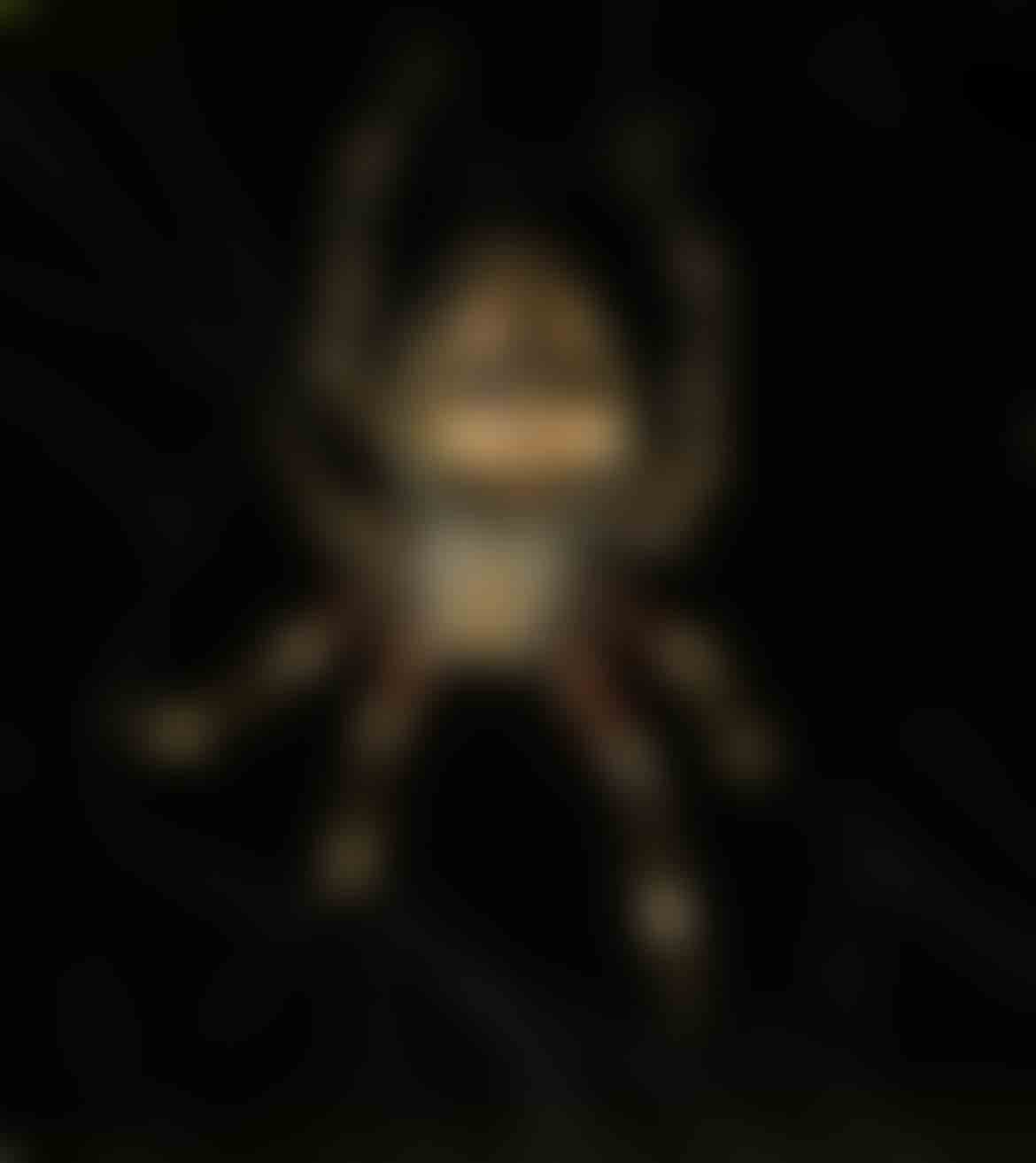 Spider from Tambopata, Peru