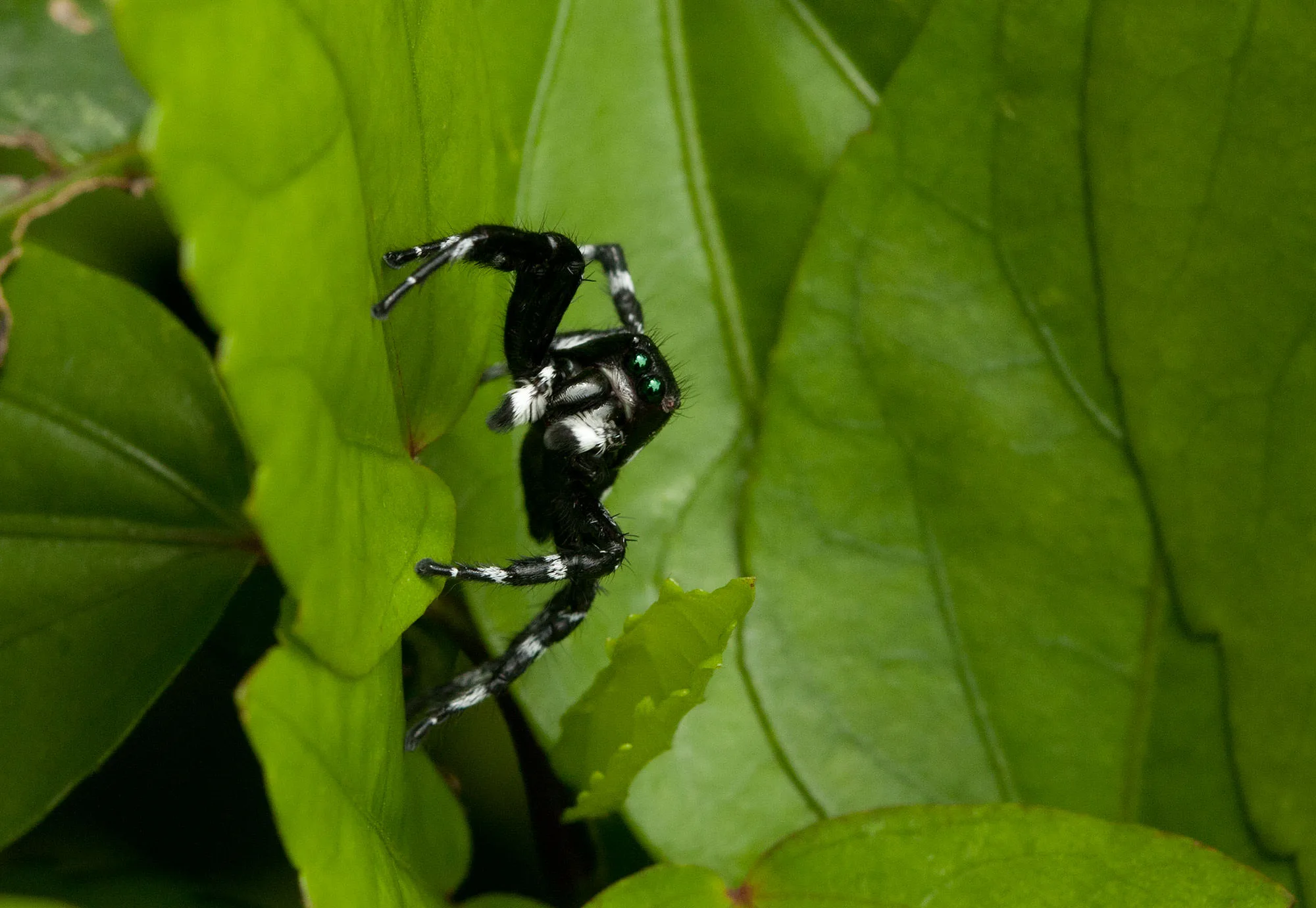 A black-and-white jumping spider with iridescent green fangs poised among green leaves