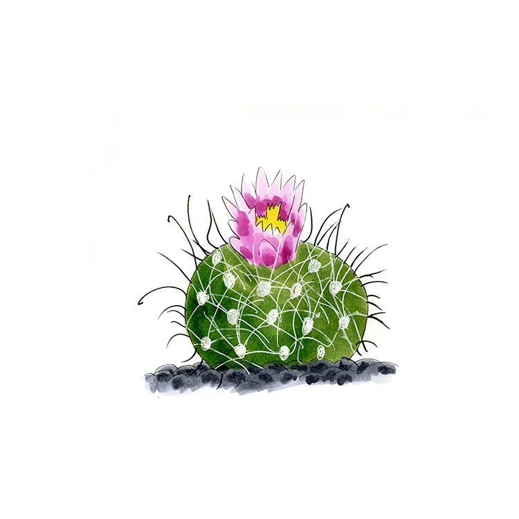 Watercolor illustration of a spinier devil's claw cactus (Sclerocactus spinosior), a round cactus with long curving spines and a pink flower.