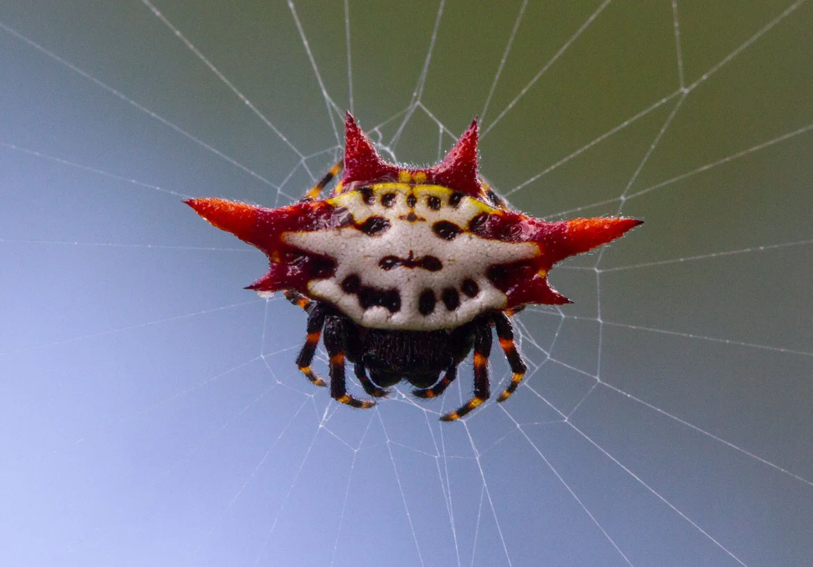 Spiny-backed Orb-weaver (Gasteracantha cancriformis) from Abaco, Bahamas with white abdomen and six black spines