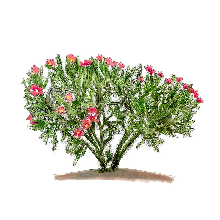 Watercolor illustration of a spiny cholla (Cylindropuntia spinosior), a shrubby, many-branched cactus covered in red and pink flowers.