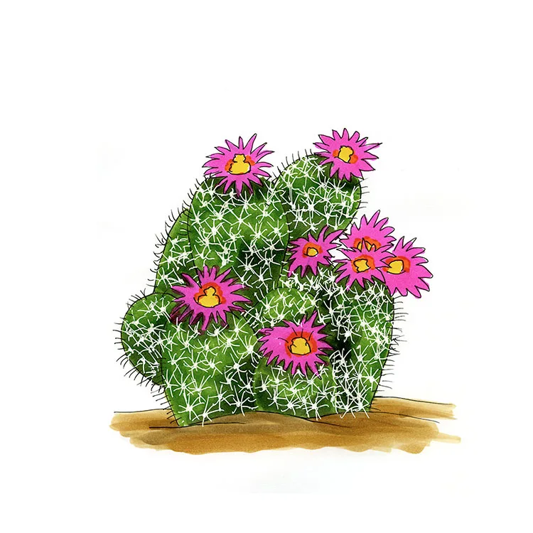 Watercolor illustration of a spinystar (Escobaria vivipara), a cluster of white-spined mounds covered in magenta flowers.