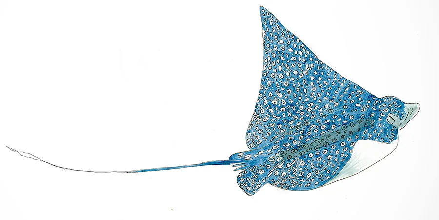 Copic and watercolor sketch of a Spotted Eagle Ray (Aetobatus narinari) gliding above a sandy reef.