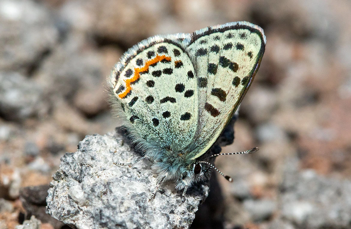 Square-spotted Blue (Euphilotes battoides), Mount Hood, Oregon