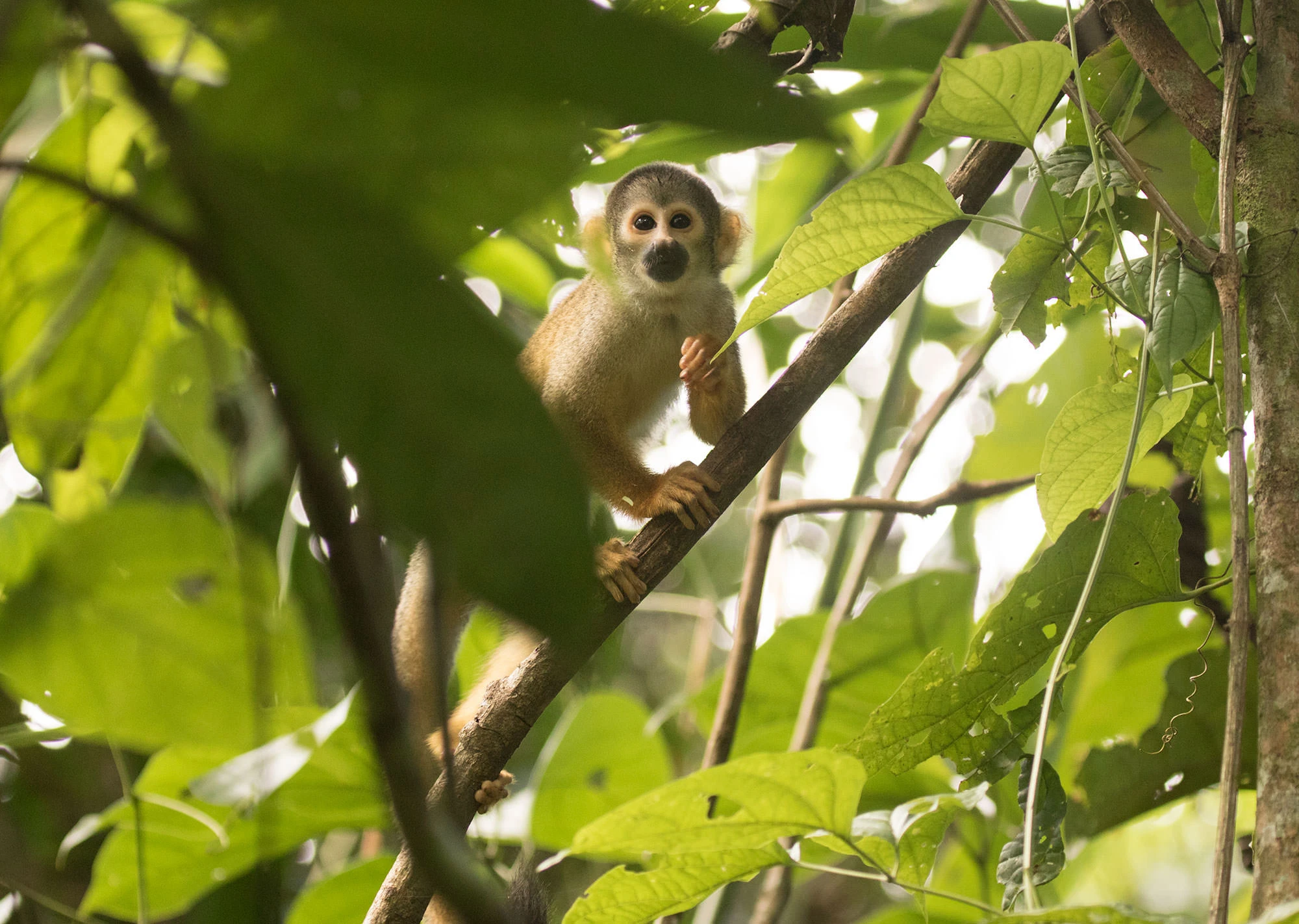 A young squirrel monkey peers through dense Tambopata foliage, pausing mid-climb on a thin vine-covered branch with soft diffused rainforest light filtering behind it.