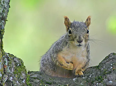 An eastern fox squirrel (Sciurus niger) perched in the crook of a mossy tree, looking straight at the camera.