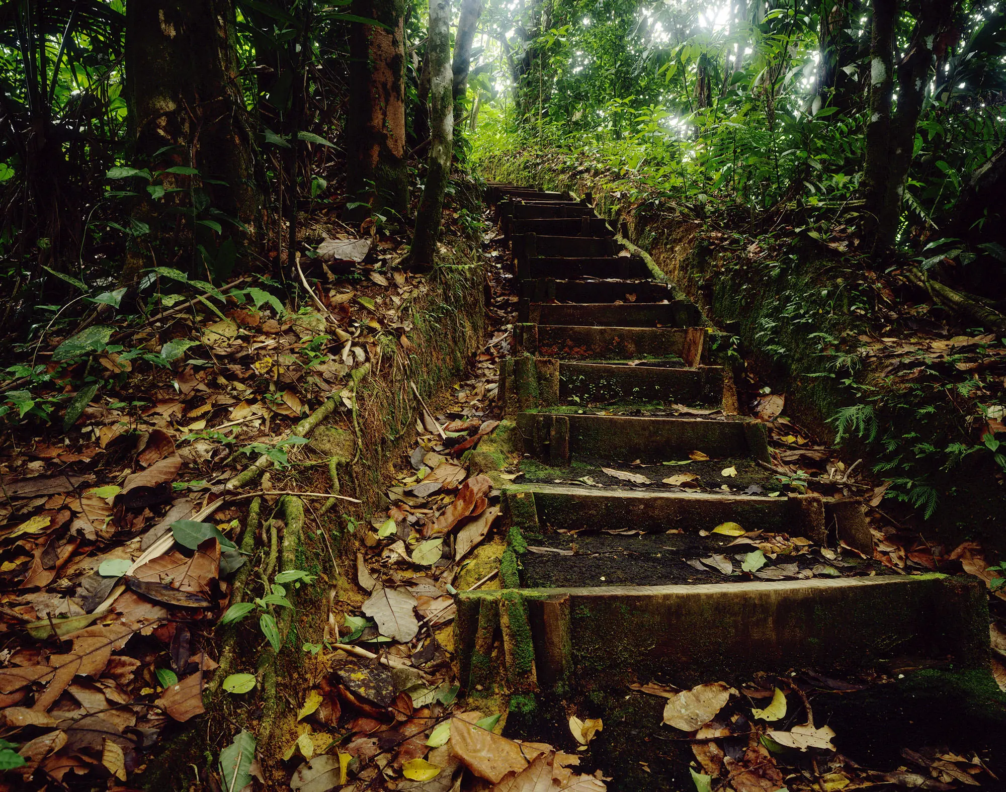 Stone steps climbing through the leaf-covered rainforest in the mountains of St. Lucia.