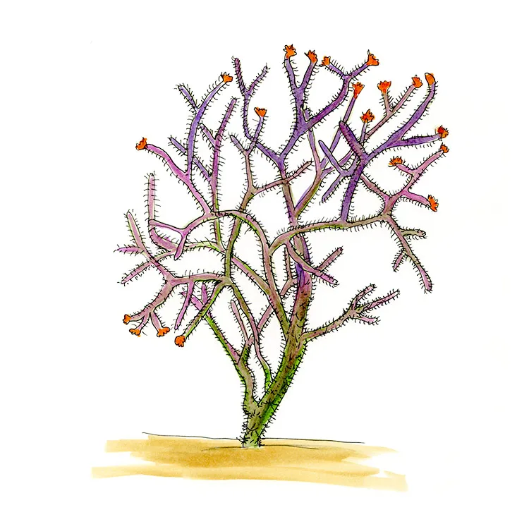 Watercolor illustration of a staghorn cholla (Cylindropuntia versicolor), a branching purple-tinged shrub with orange flowers.