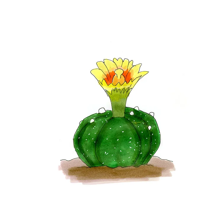 Watercolor illustration of star peyote (Astrophytum asterias), a flat, spineless dome with a yellow flower blushed orange at the center.