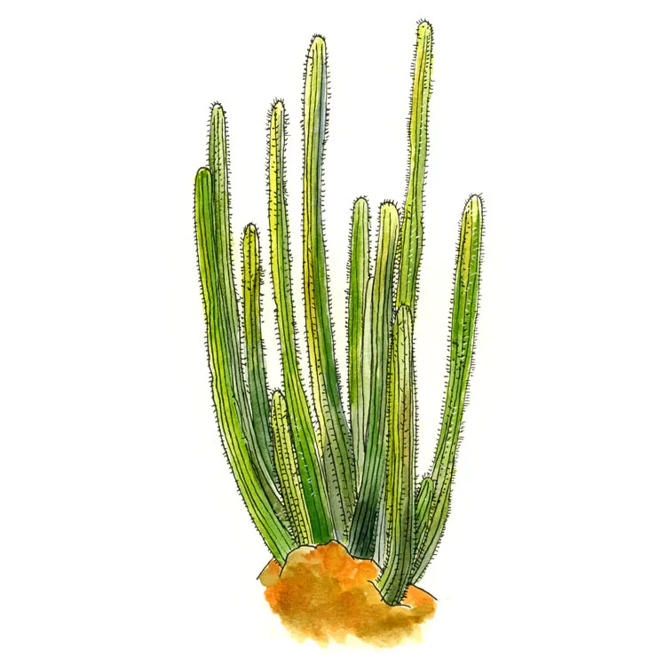 Watercolor illustration of an organ pipe cactus (Stenocereus thurberi), a cluster of tall slender green columns rising from orange soil.