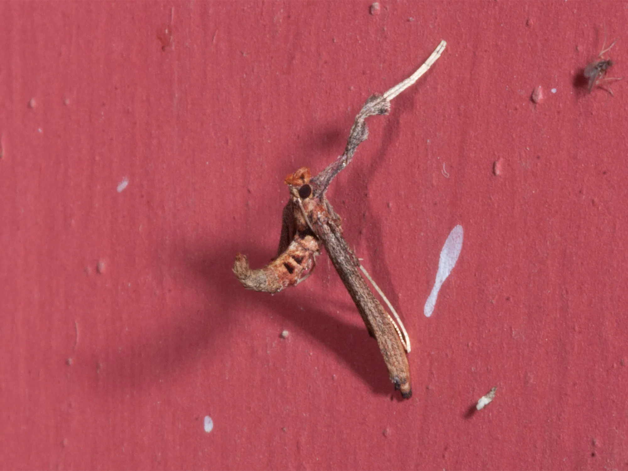 A twig-like moth that looks like a broken stick resting on a red wall.