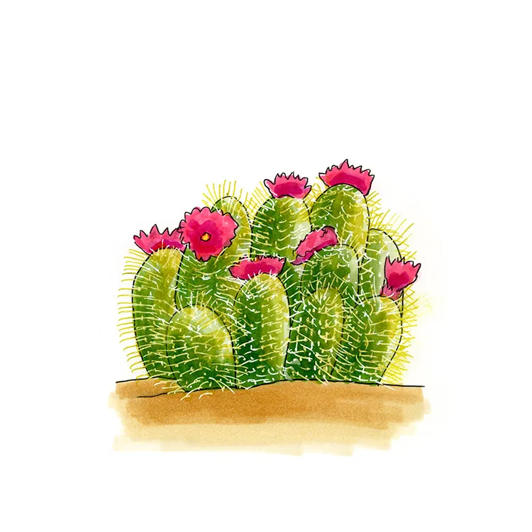 Watercolor illustration of a straw-colored hedgehog cactus (Echinocereus stramineus), a mound of yellow-spined stems with magenta flowers.