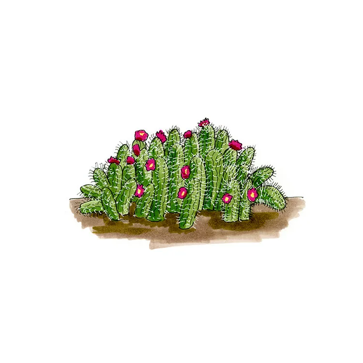 Watercolor illustration of a strawberry cactus (Echinocereus enneacanthus), a low spreading clump of stems with magenta flowers.