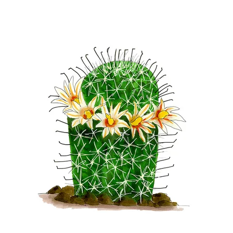 Watercolor illustration of a strawberry pincushion (Mammillaria dioica), a white-spined column ringed with a crown of cream flowers.