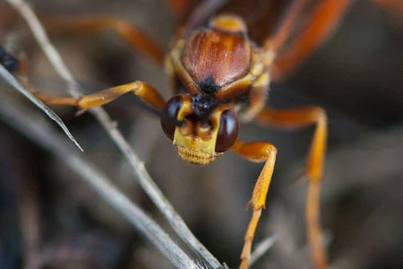 Close-up of an orange and yellow horntail wood wasp (stump stabber) on a twig.